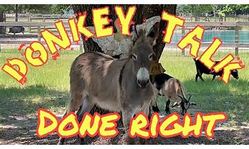 Donkey Talk en Lyrics [Squeeze]
