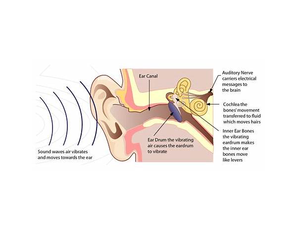 Album: Eardrum, musical term