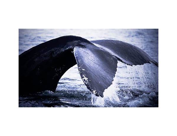 Artist: British Whale, musical term