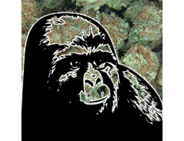 Artist: Buff Gorilla, musical term