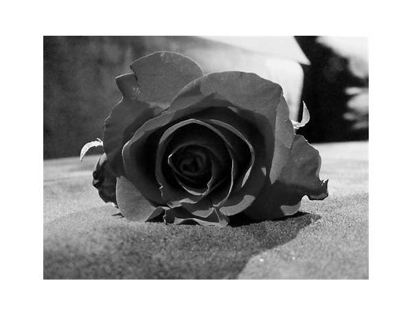 Artist: Fallen Roses, musical term