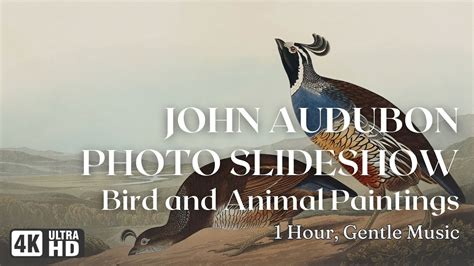 Audubon