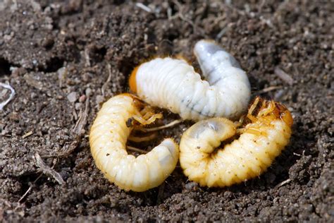 Grubs [UK]