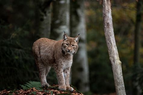 LYNXCATS