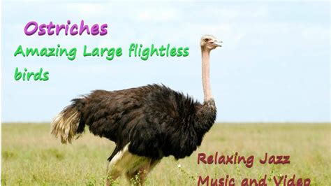 OSTRICH