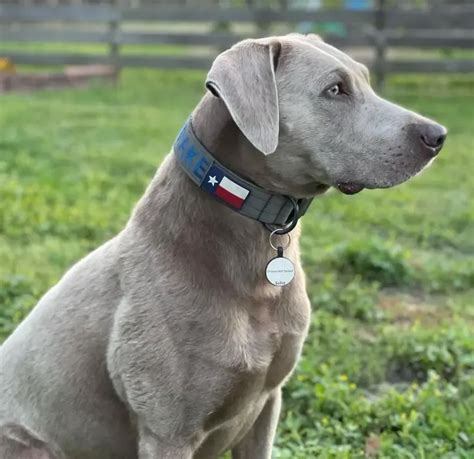 Silver Retriever