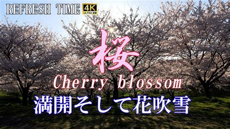 Cherry Blossom Snowstorm lyrics credits, cast, crew of song