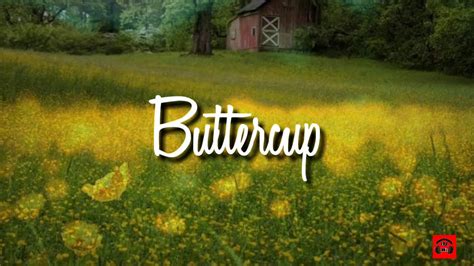 Buttercup lyrics [Jack Stauber]