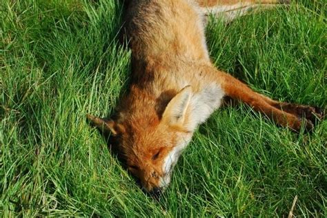 Dead Fox lyrics [DEAD FOX!]