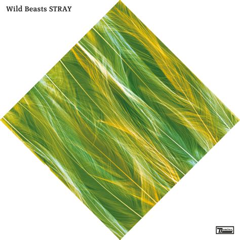 Stray lyrics [Wild Beasts]